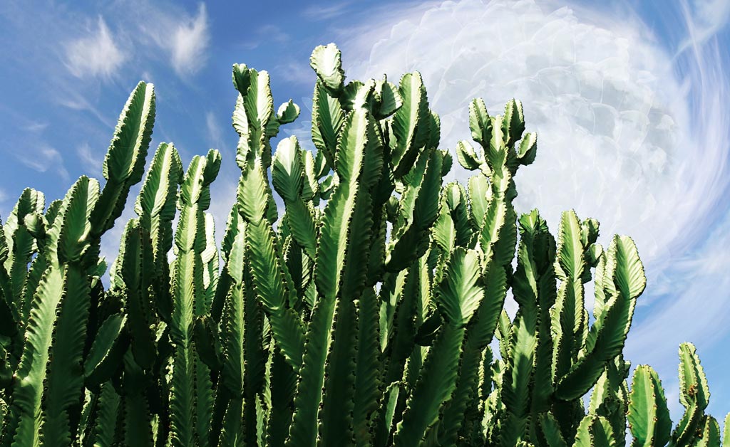 Kaktus Konzept