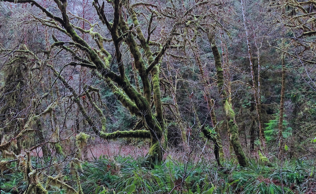 Enchanting Redwood